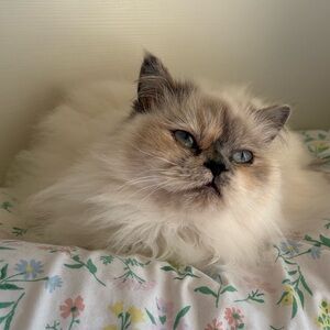 Meet your Posher, Scarlett